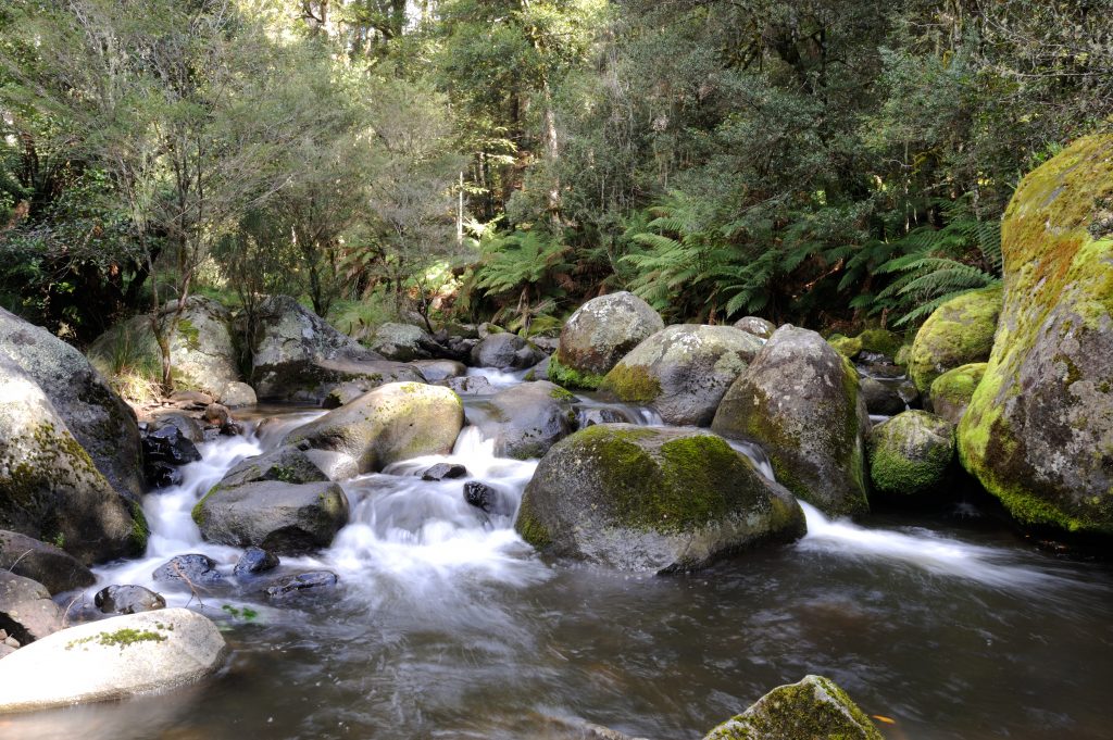 Manning River Camping Area - Barrington Tops State Forest